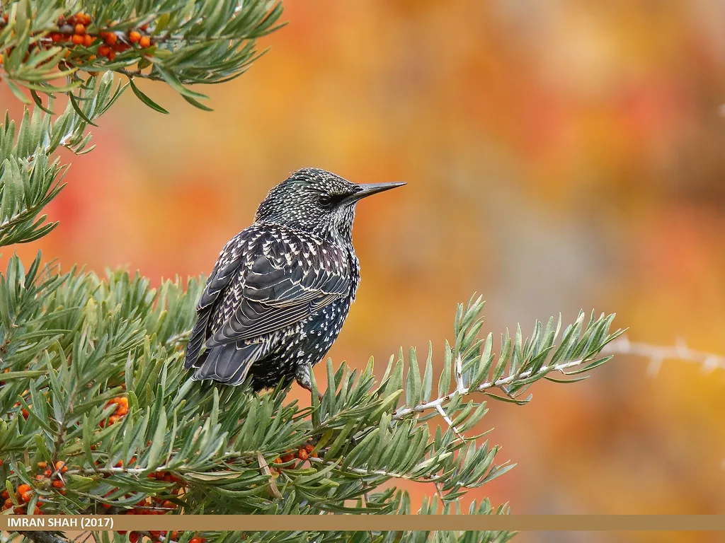 #3 - Common Starling: From Roaring Murmurations to Thin Scattered Flocks (gilgit2, Flickr, CC BY-SA 2.0)