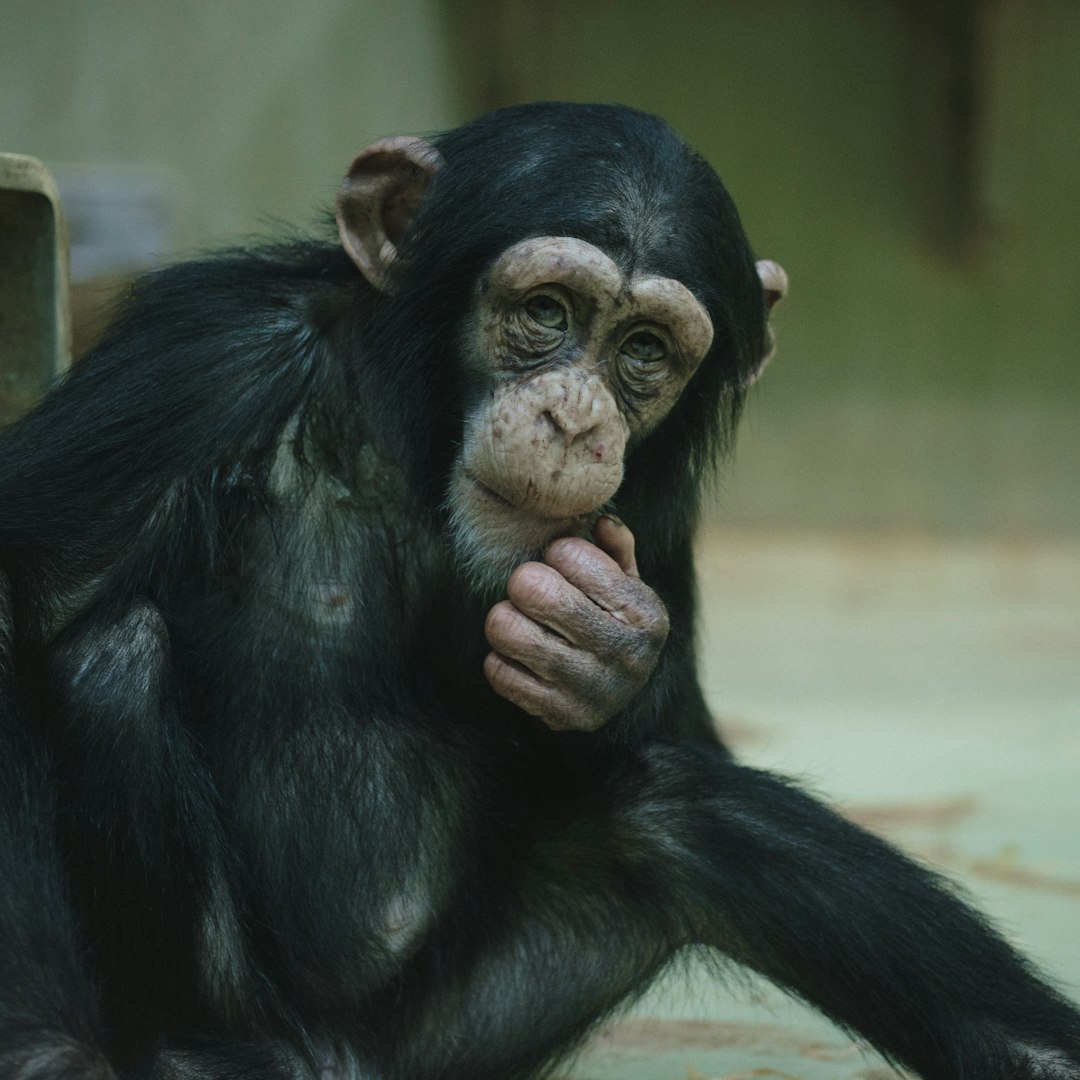 Chimpanzees - Our Memory Champions (Image Credits: Unsplash)