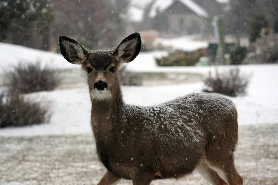 Habitat Loss Pushing Deer Closer (Image Credits: Unsplash)
