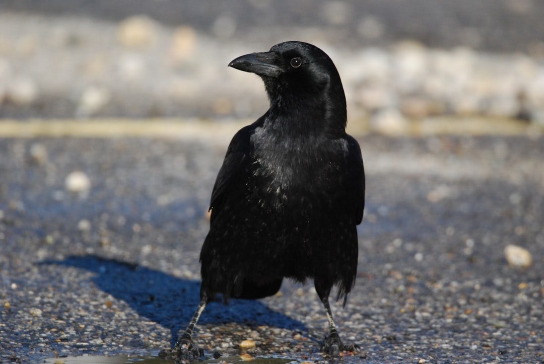 American Crow (Image Credits: Unsplash)