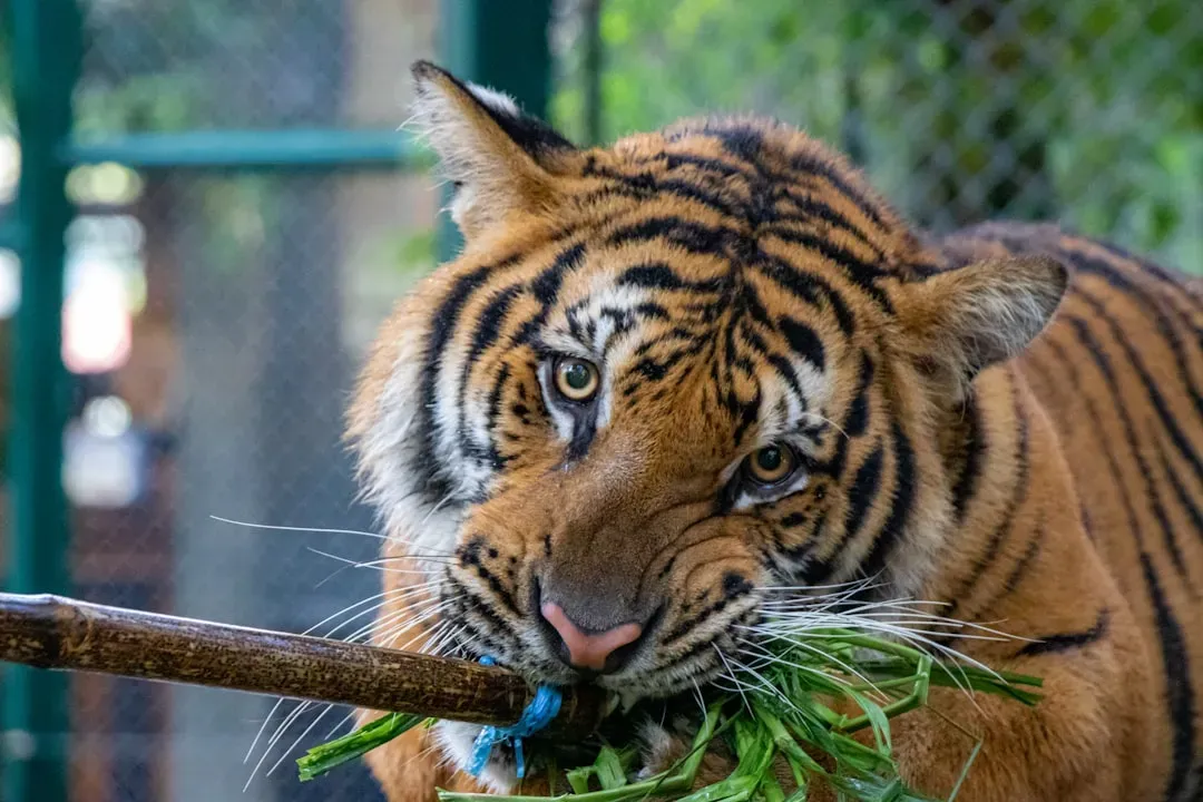 Aries: The Tiger (Image Credits: Unsplash)