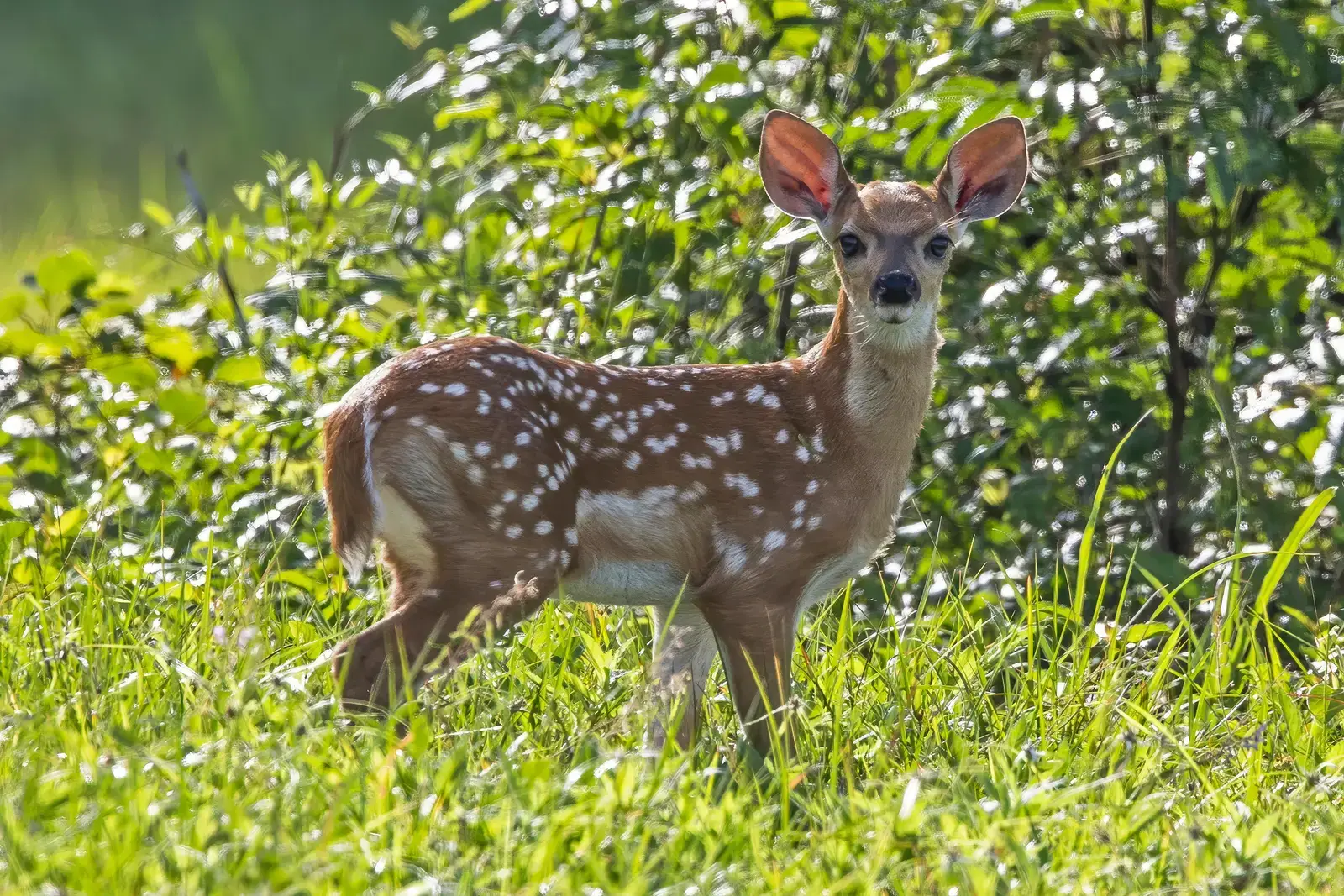 Why Illinois Kids Chose the Deer (Image Credits: Wikimedia)