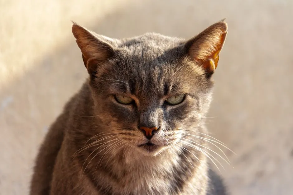 #19 - Less Patience for Being Picked Up and Passed Around (Image Credits: Pexels)