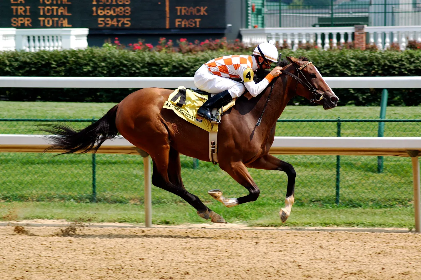 #1 Aries (March 21 – April 19): The Thoroughbred (Flickr here and here, CC BY-SA 2.0)