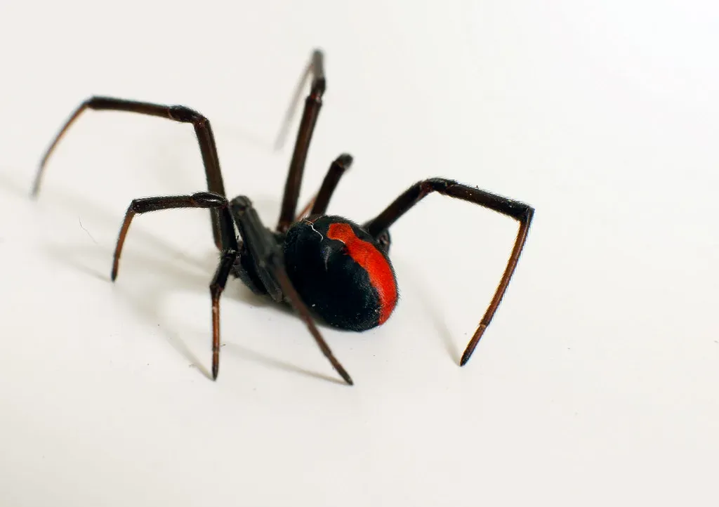 More Venomous Than a Rattlesnake? Really? (Image Credits: Flickr)