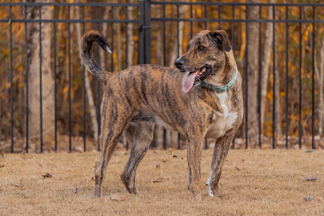 #13 Kai Ken - Japan's Tiger Dog (Image Credits: Unsplash)