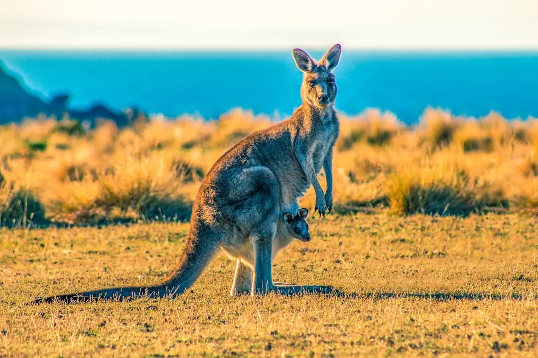 #5. Kangaroo (Image Credits: Unsplash)