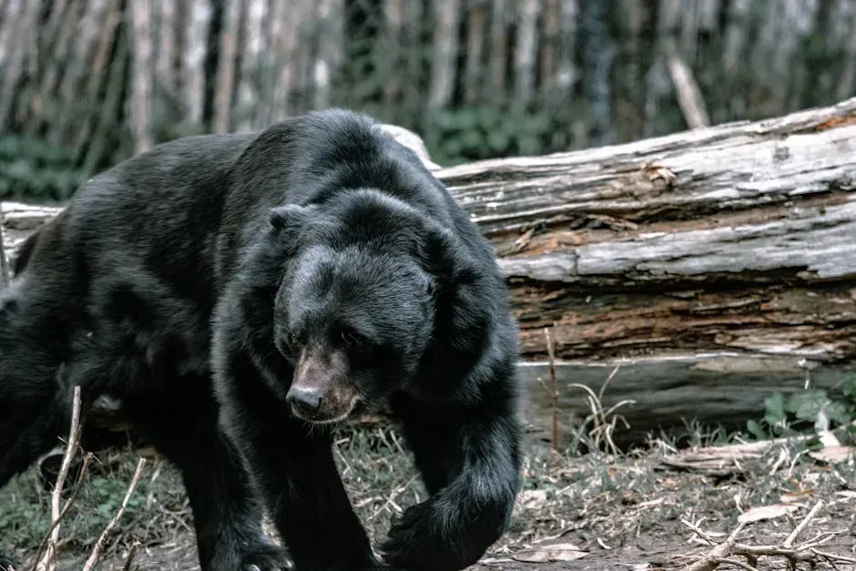 Black Bears: Your Midnight Garbage Bandit (Image Credits: Pexels)