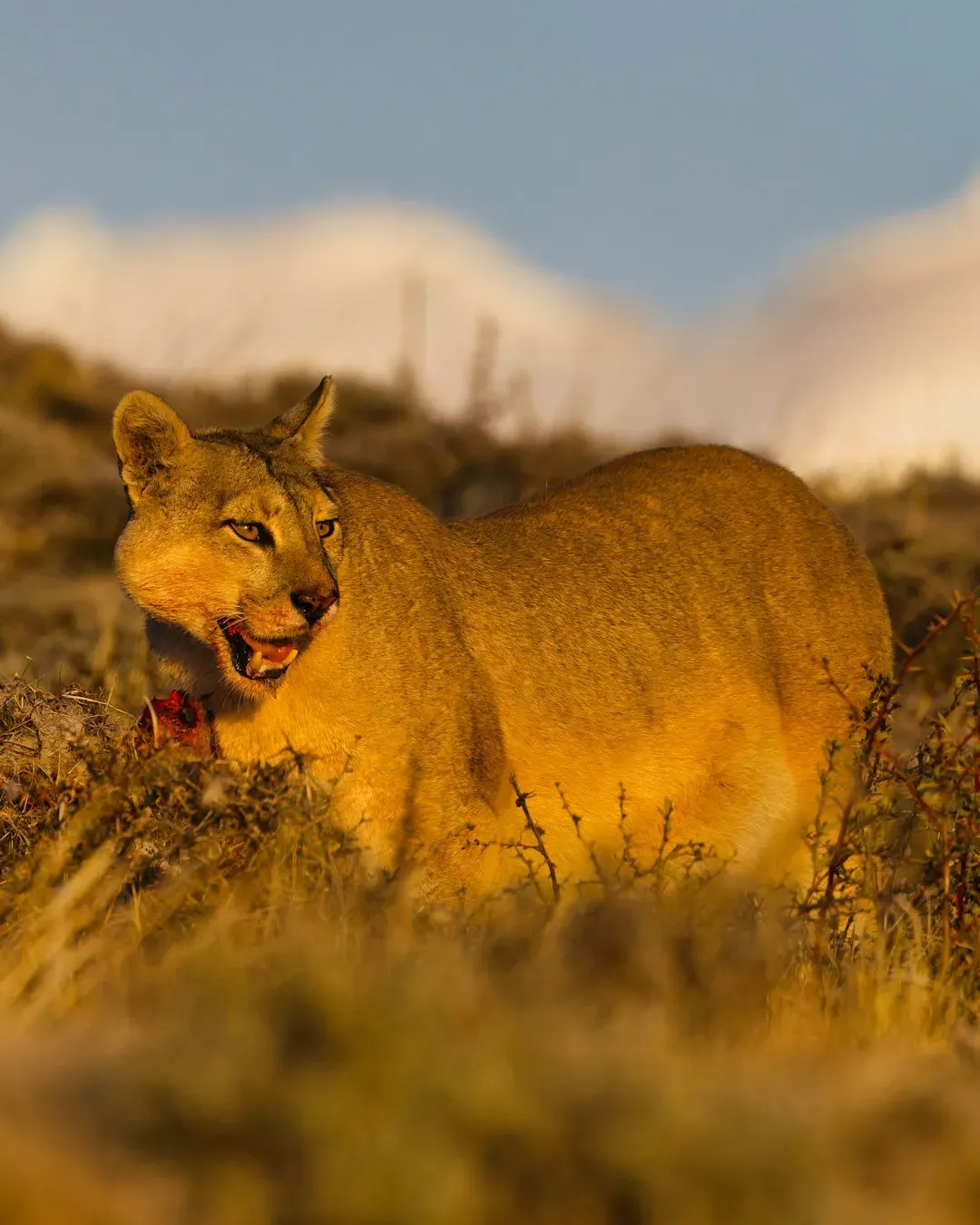Myth 3: Cougars Are Aggressive, Territorial Killers Who Attack on Sight (Image Credits: Unsplash)
