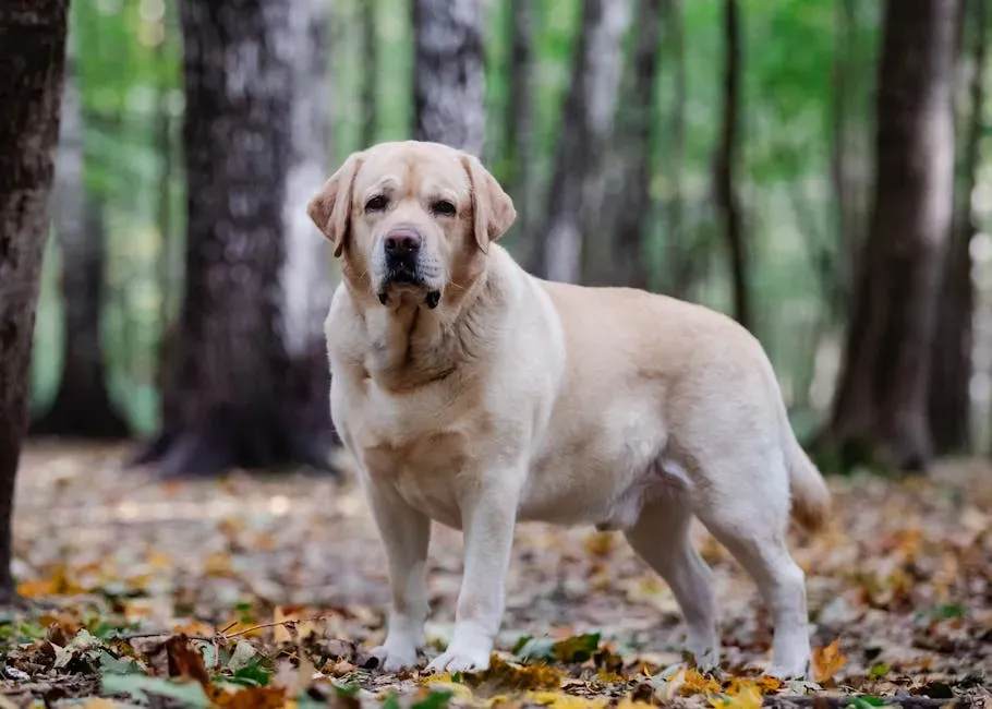 #11. You Watch Your Dog's Weight (Image Credits: Pexels)
