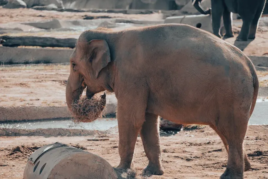 1. Elephants Touch and Revisit the Bones of Their Dead (Image Credits: Pexels)