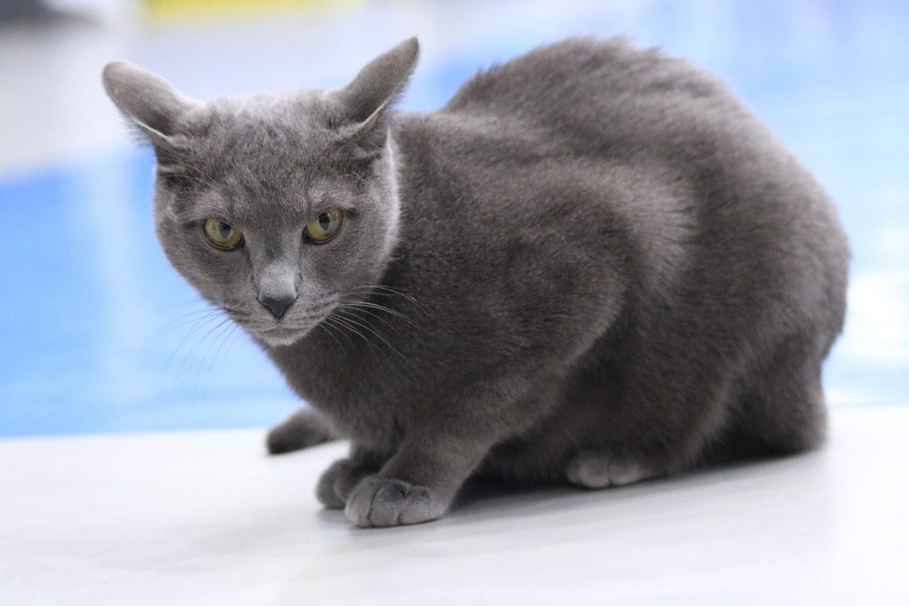 #13 Russian Blue (Image Credits: Pixabay)