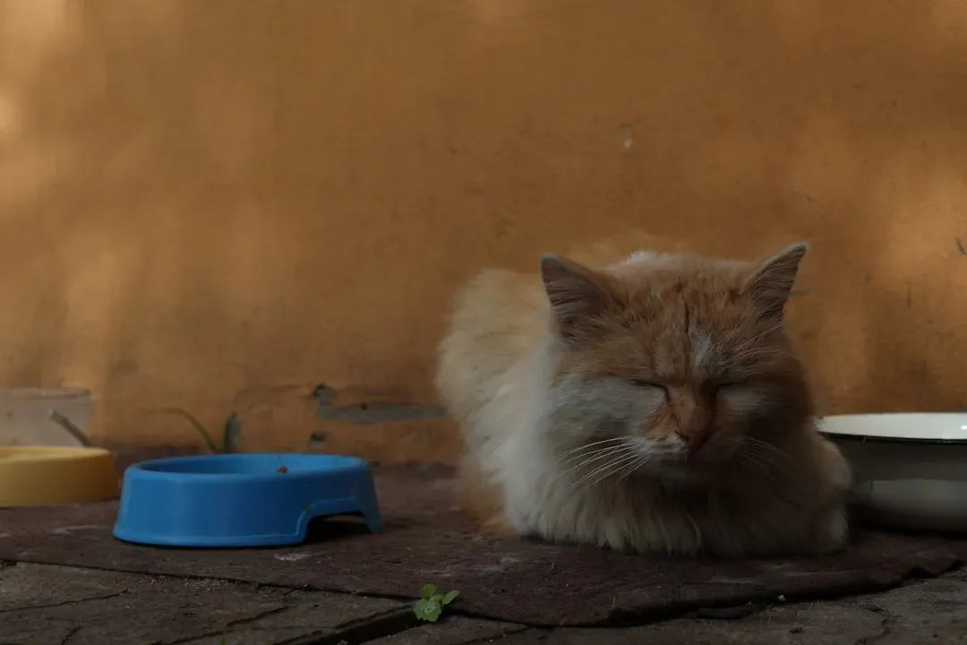 Refusing Food and Water (Image Credits: Unsplash)