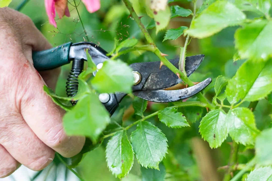 #3 - Delay Cutting Back Perennial Stems Until Spring (Image Credits: Unsplash)