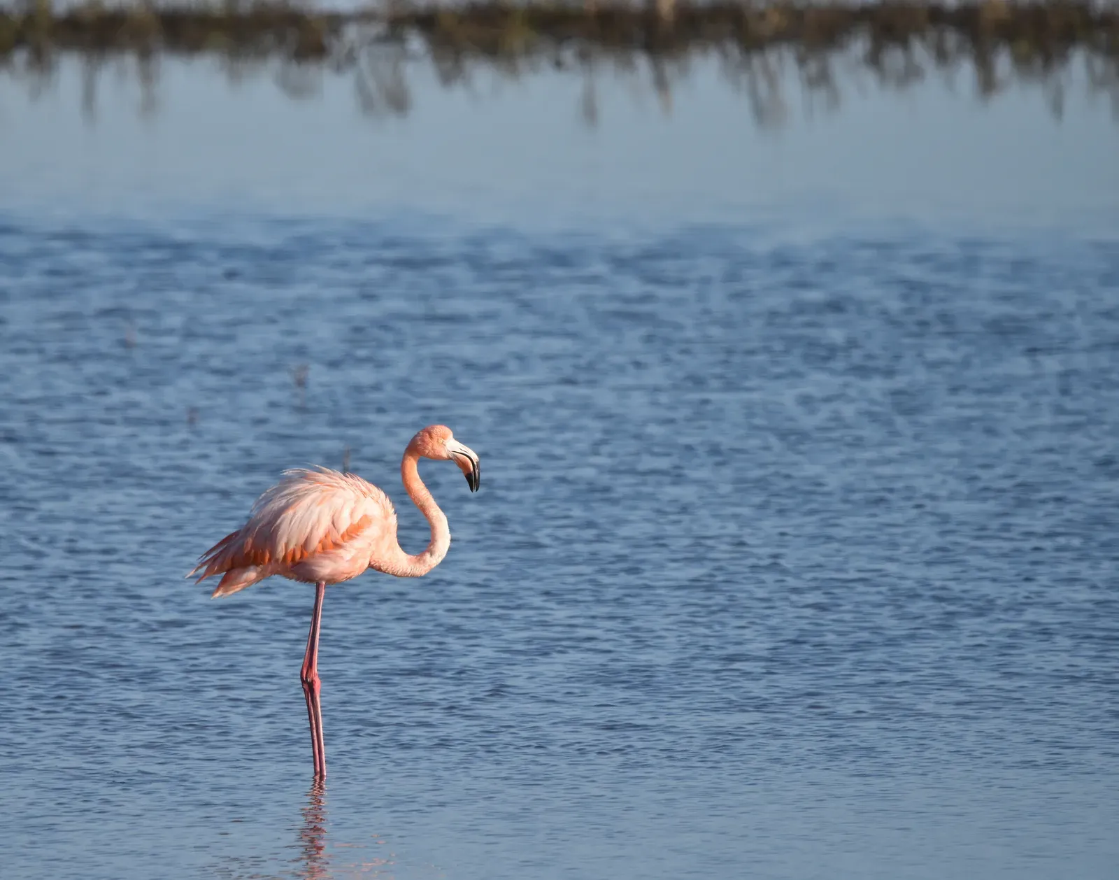 Conclusion: Nature's Perfect Balance (Flamingo standing, Public domain)