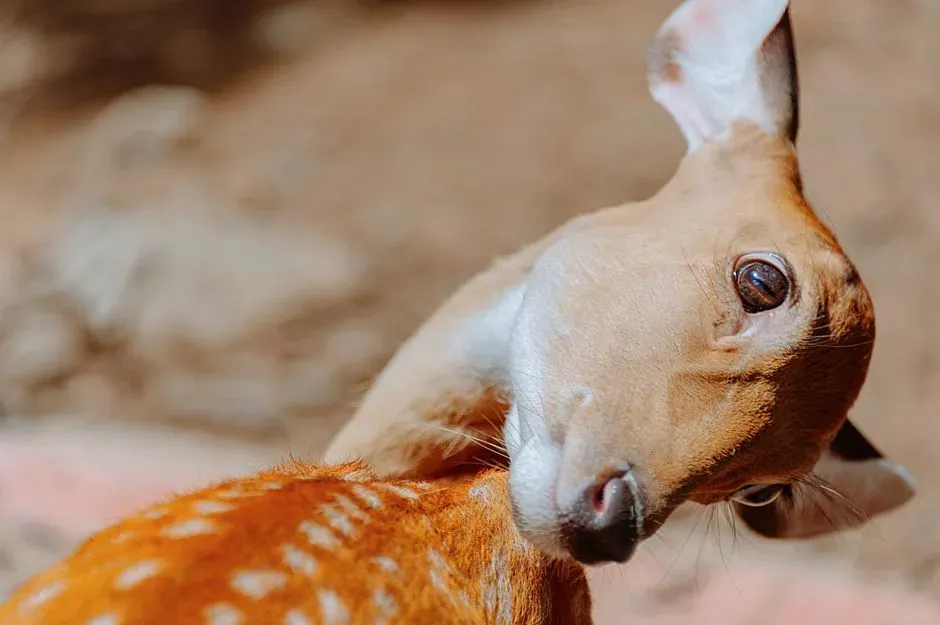 #2. The Architecture Inside: How the Deer Nose Actually Works (Image Credits: Pexels)