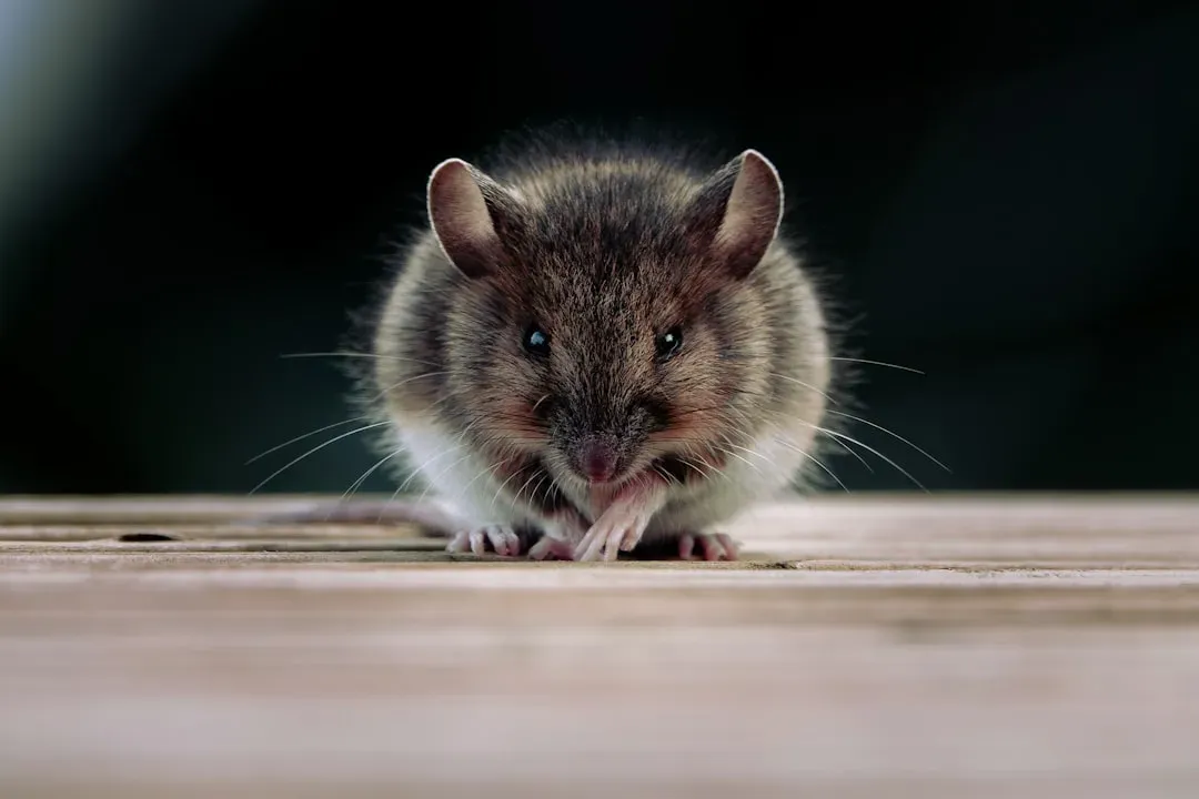 Mice Displaying Distinct Facial Expressions for Different States (Image Credits: Unsplash)