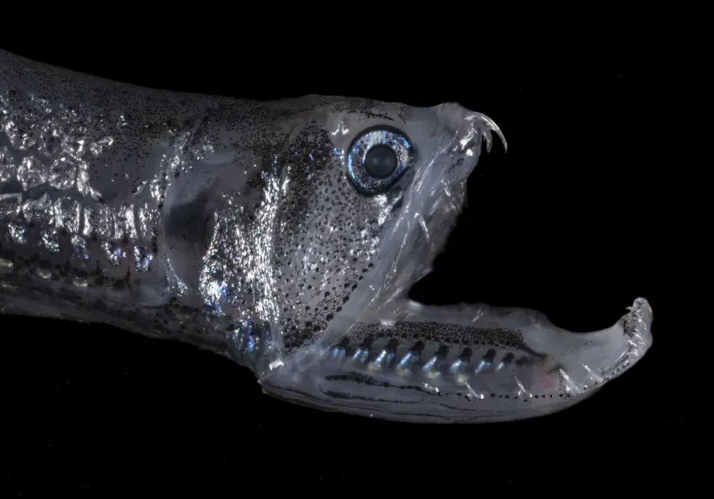 The Deep-Sea Dragonfish: Red Light Assassin (Image Credits: Source: https://twilightzone.whoi.edu/wp-content)