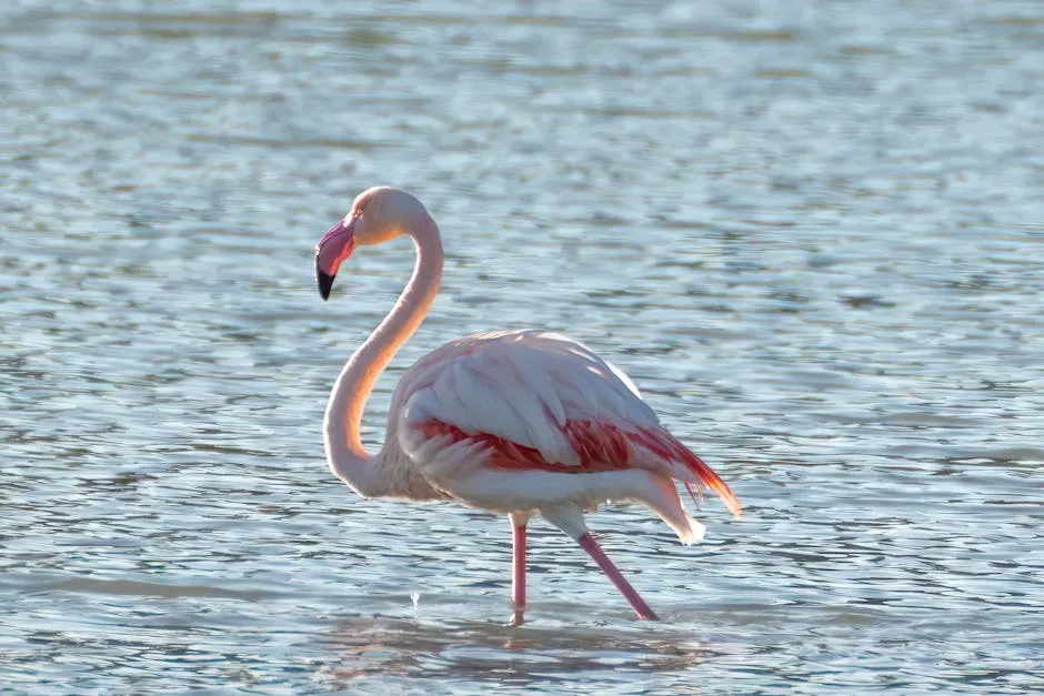 Peaches, Conchy, and the Science of Tracking Pink (Image Credits: Pexels)