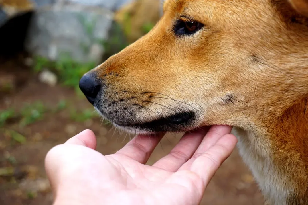 10. The Nose Nudge (Image Credits: Unsplash)