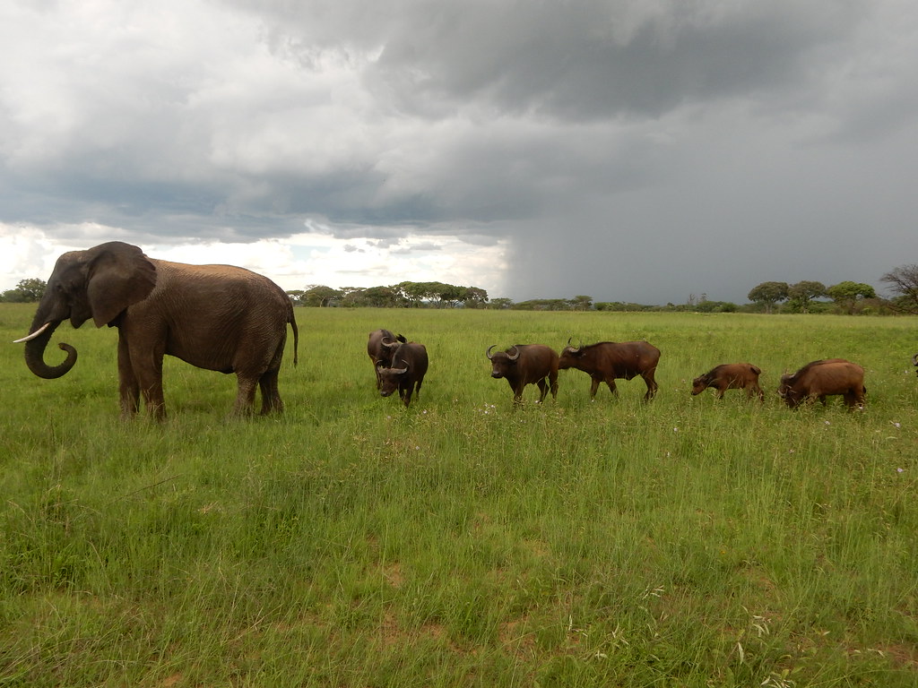 The Mysterious Science of Animal Lightning Detection (Image Credits: Flickr)