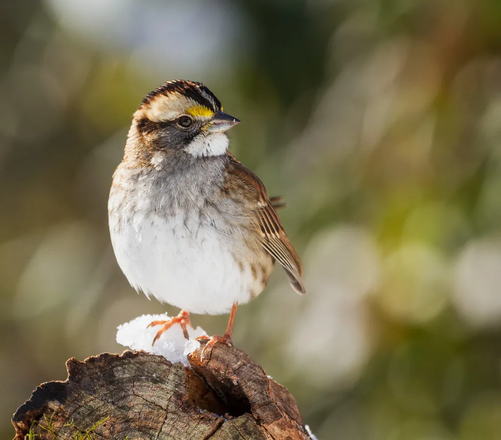 White-throated Sparrow: Seasonal Guests With Remarkable Site Loyalty (Image Credits: Flickr)