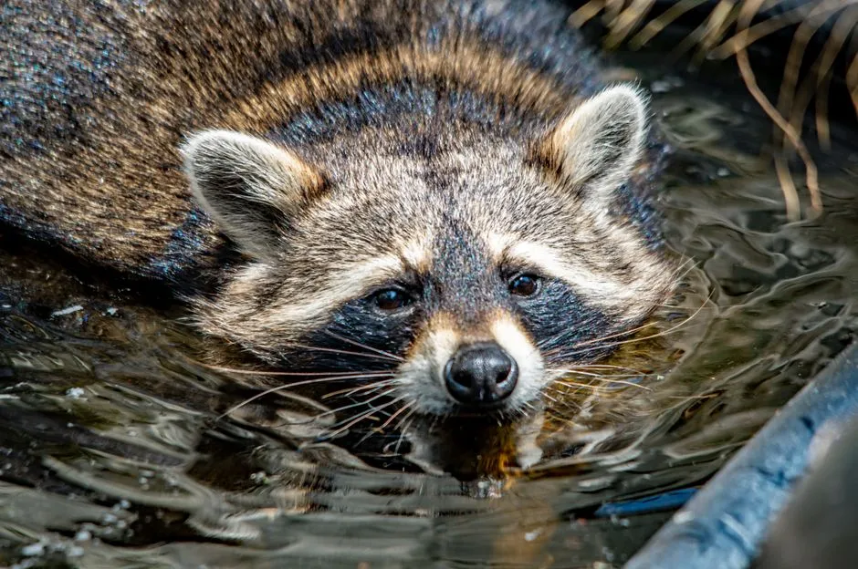 #5 Leaving water sources exposed overnight (Image Credits: Pexels)