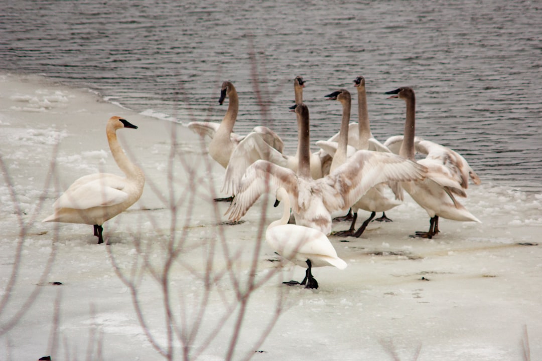 Trumpeter Swan: North America's Largest Waterfowl Returns (Image Credits: Unsplash)