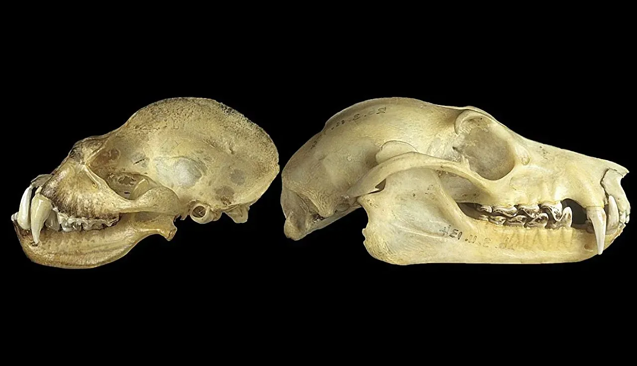 Reading the Skull Like a Map (Image Credits: The Trustees of the Natural History Museum, London)
