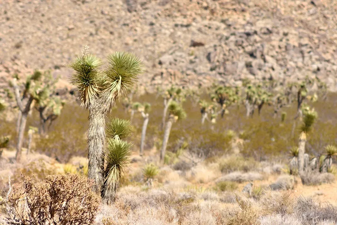 11. The Southwestern Deserts: Invaders in a Landscape Once Thought Immune (Image Credits: Unsplash)