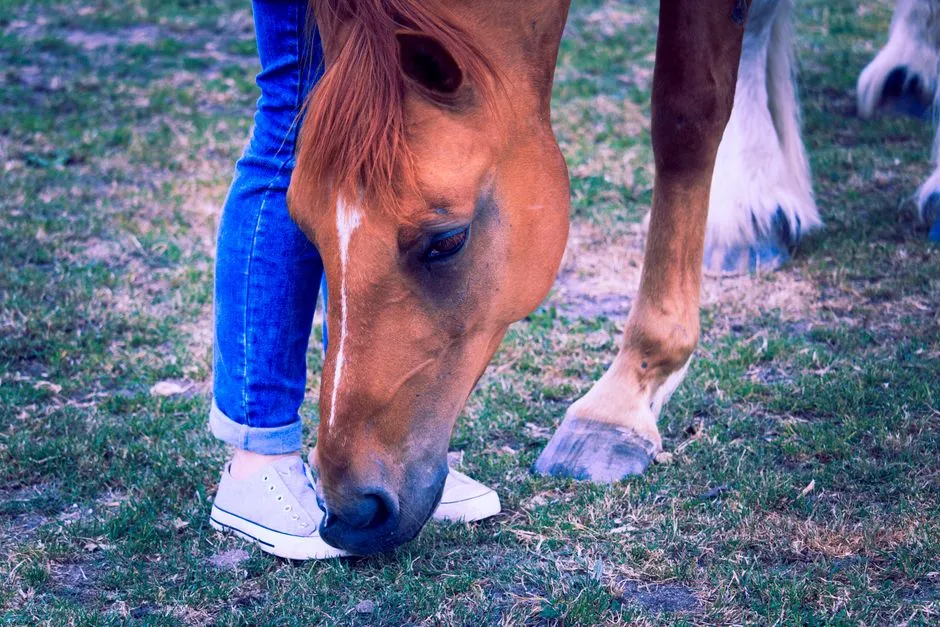 #1 - They Leave Their Herd to Walk Toward You (Image Credits: Pexels)