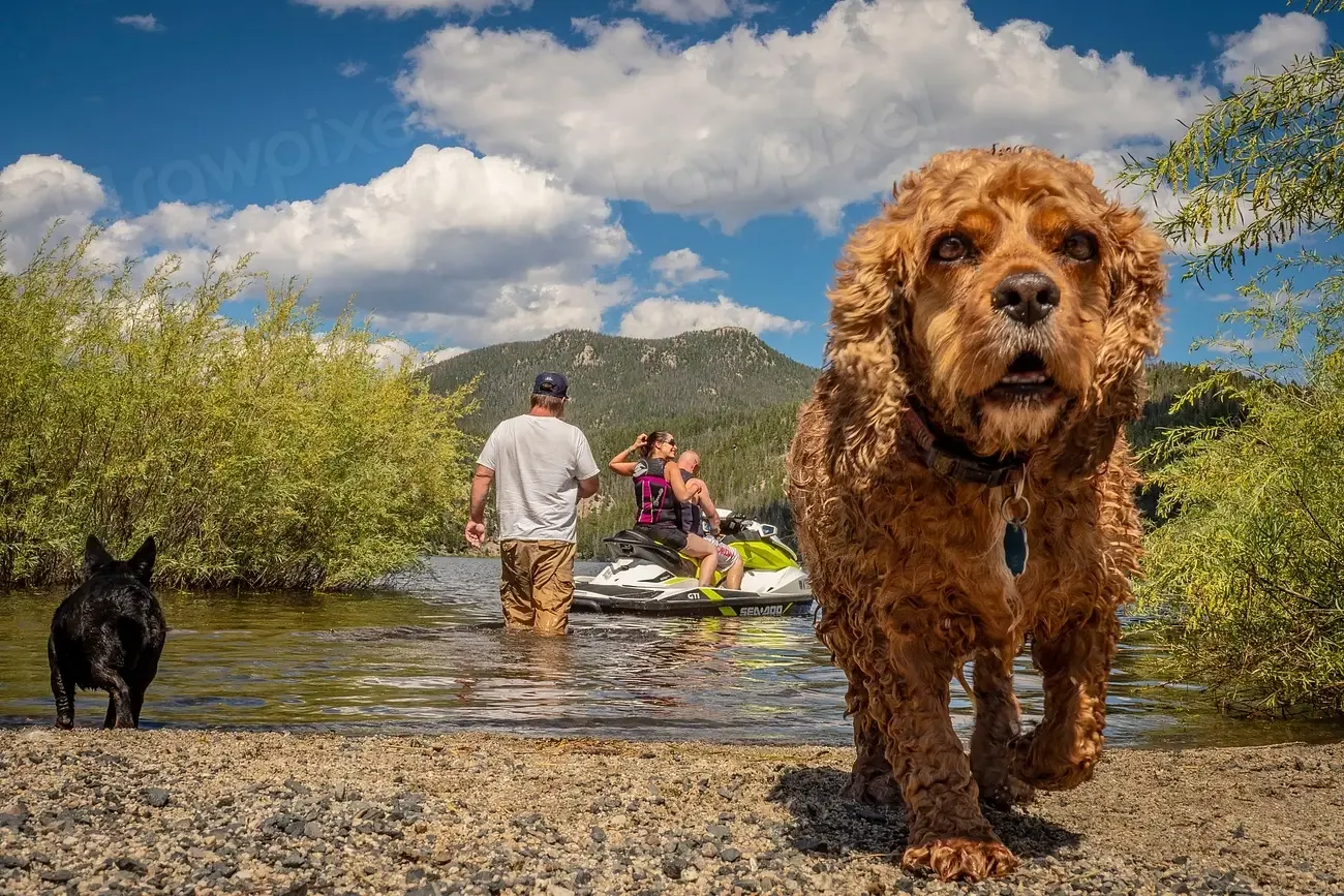 Personality and Temperament (Image Credits: Rawpixel)