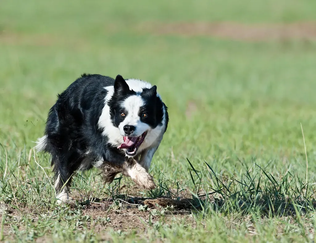 Skipping the Trial Run (Image Credits: Flickr)
