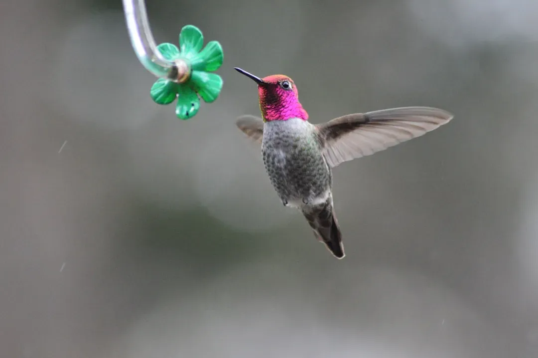 #11 - Letting Feeders Get Dirty or Moldy (Image Credits: Unsplash)