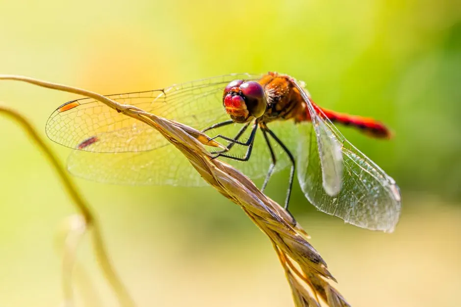 1. The Dragonfly: Nature's Most Precise Aerial Assassin (Image Credits: Pexels)