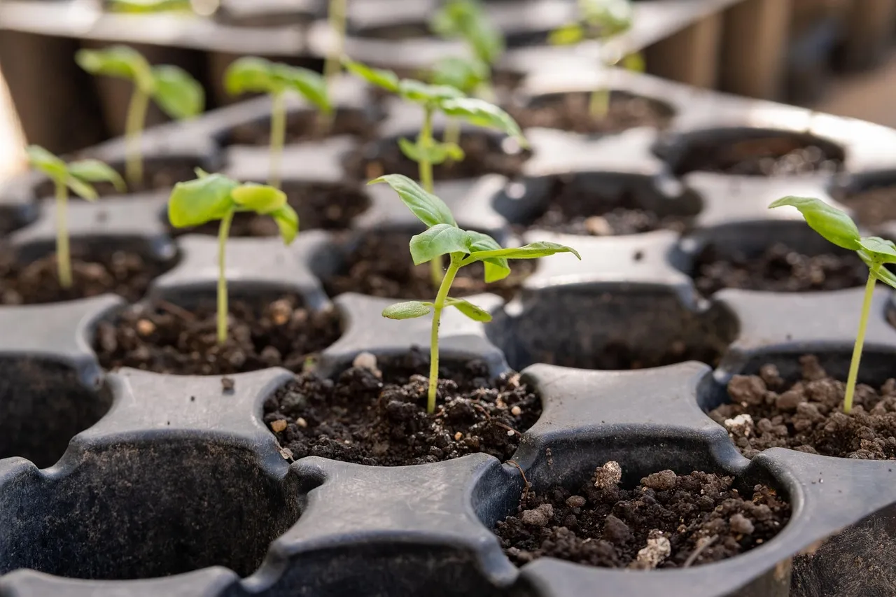 #4 - Plant Tags Lie About Spacing (And Crowding Ruins Everything) (Image Credits: Pixabay)