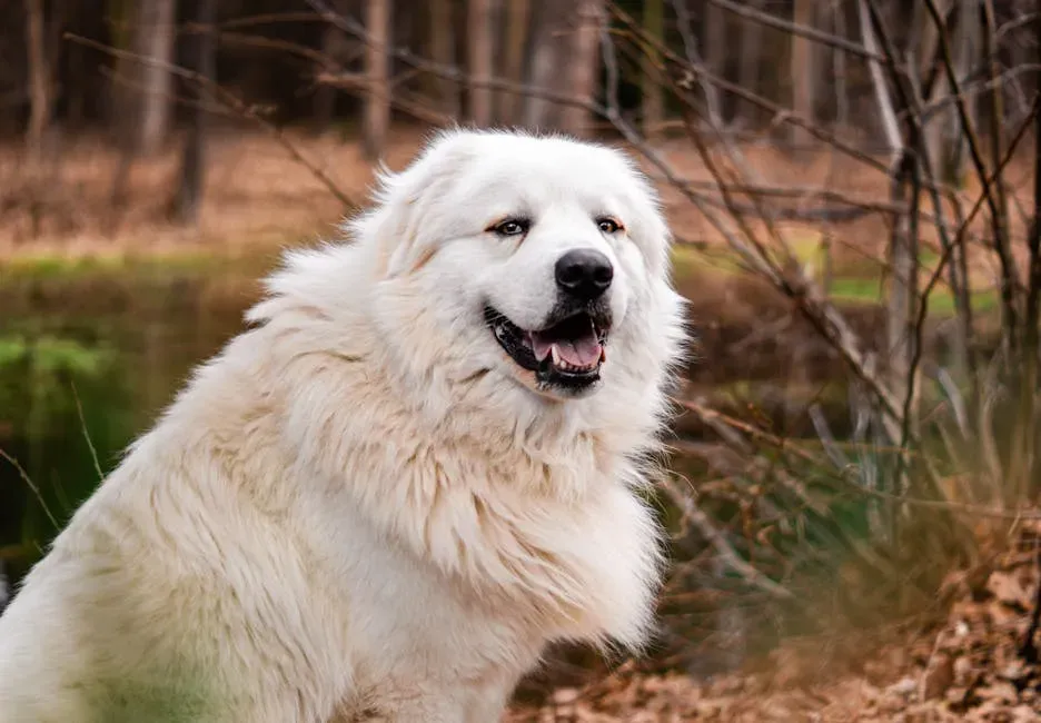 3. Great Pyrenees (Image Credits: Pexels)