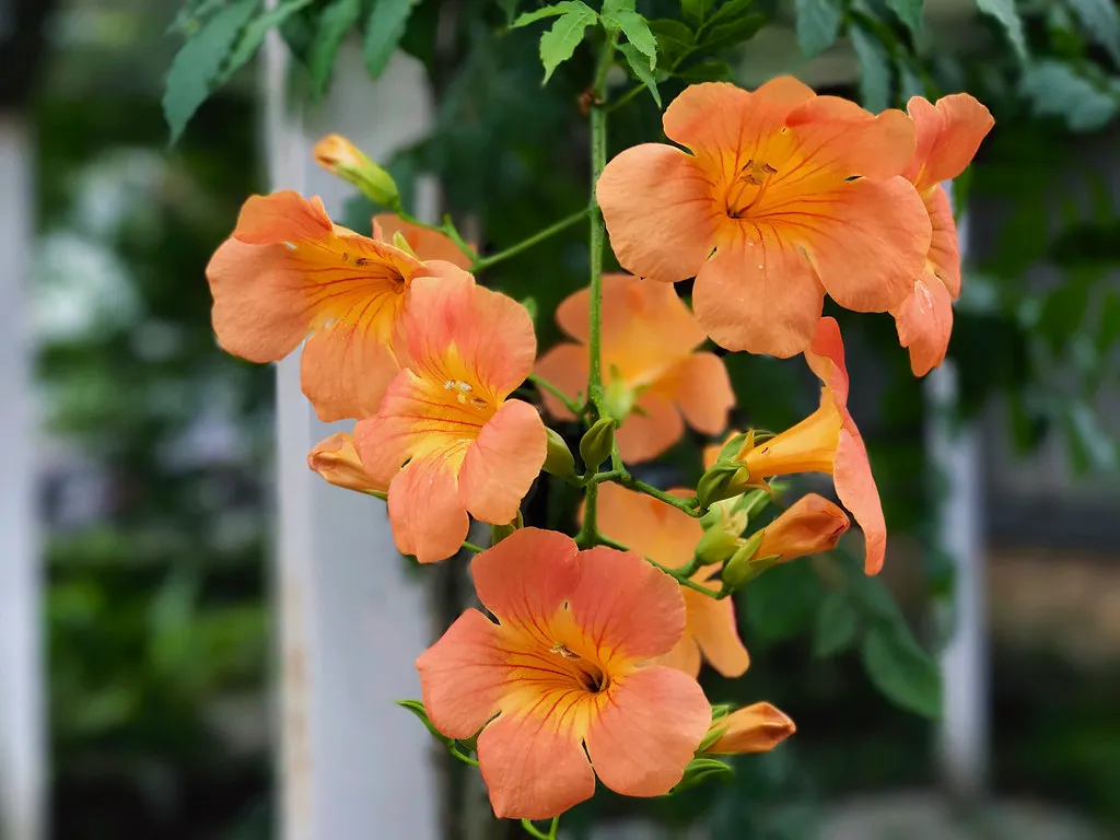 #5 - Native Trumpet Creeper (With Caution) vs. Hostas (Overhyped) (midnightbreakfastcafe, Flickr, CC BY 2.0)