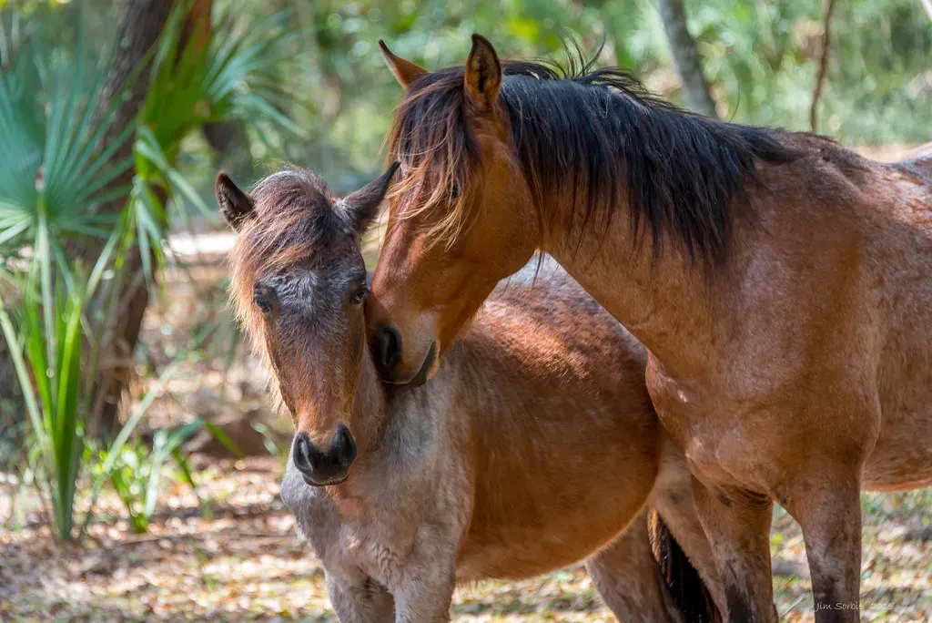 Cumberland Island, Georgia (Jim Sorbie, Flickr, CC BY 2.0)