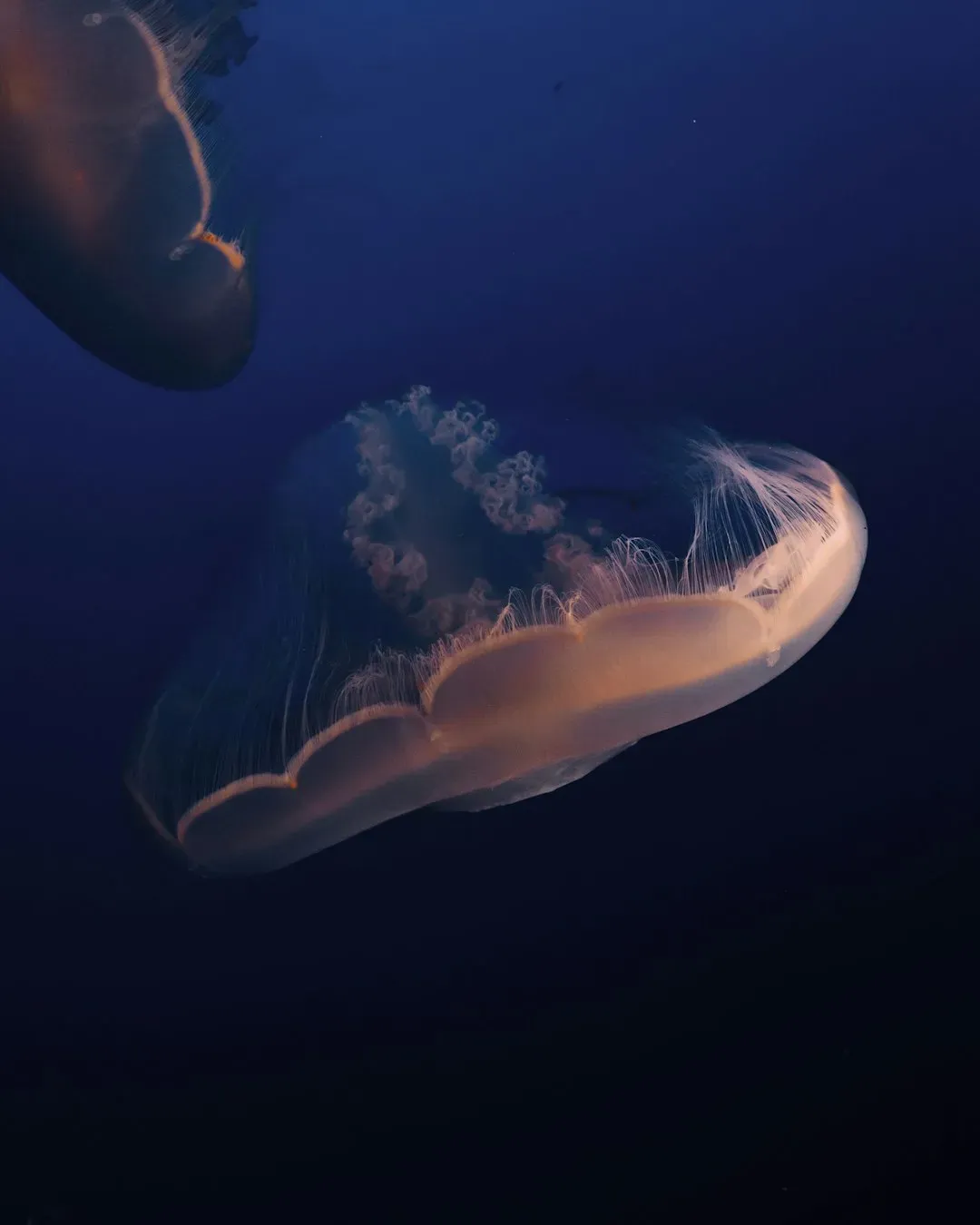 9. Elephant Sharks Evolved Slower Than Anything (Image Credits: Unsplash)