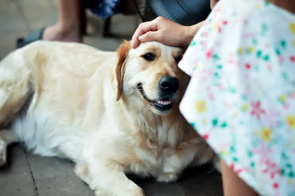 Golden Retrievers Display Gentle Persistence (Image Credits: Pexels)