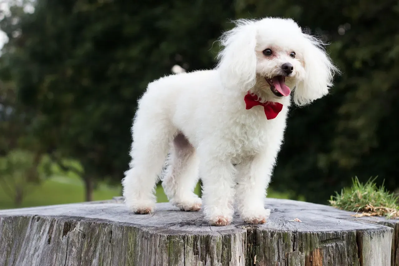 #16. Poodle and Poodle Mixes (Image Credits: Pixabay)