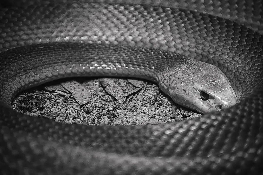 Cancer: The Serpent - Emotionally Manipulative, Vengeful, Withdrawn (Image Credits: Unsplash)