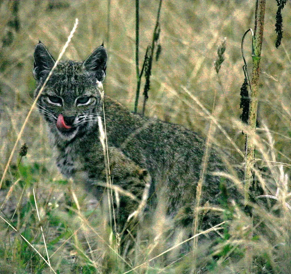 #2: Their Spotted Coat Is a Near-Perfect Camouflage System (jurvetson, Flickr, CC BY 2.0)