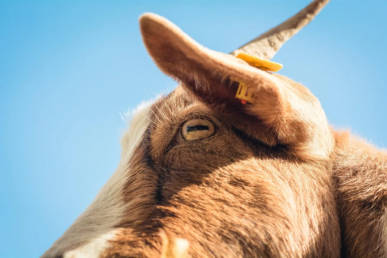 The Puzzle Tests: What Goats Actually Did (Image Credits: Pixabay)