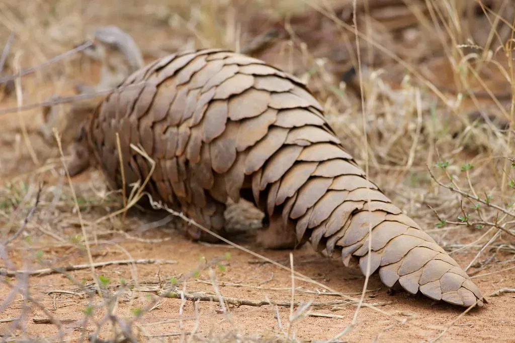 Sunda Pangolin: Scaly Anteater (string_bass_dave, Flickr, CC BY-SA 2.0)