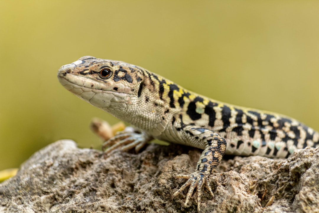 The Silent Night Salamander (Image Credits: Unsplash)