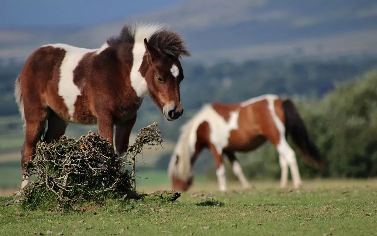 Virginia and Maryland: Wild Ponies on the Atlantic Shore (Image Credits: Pixabay)