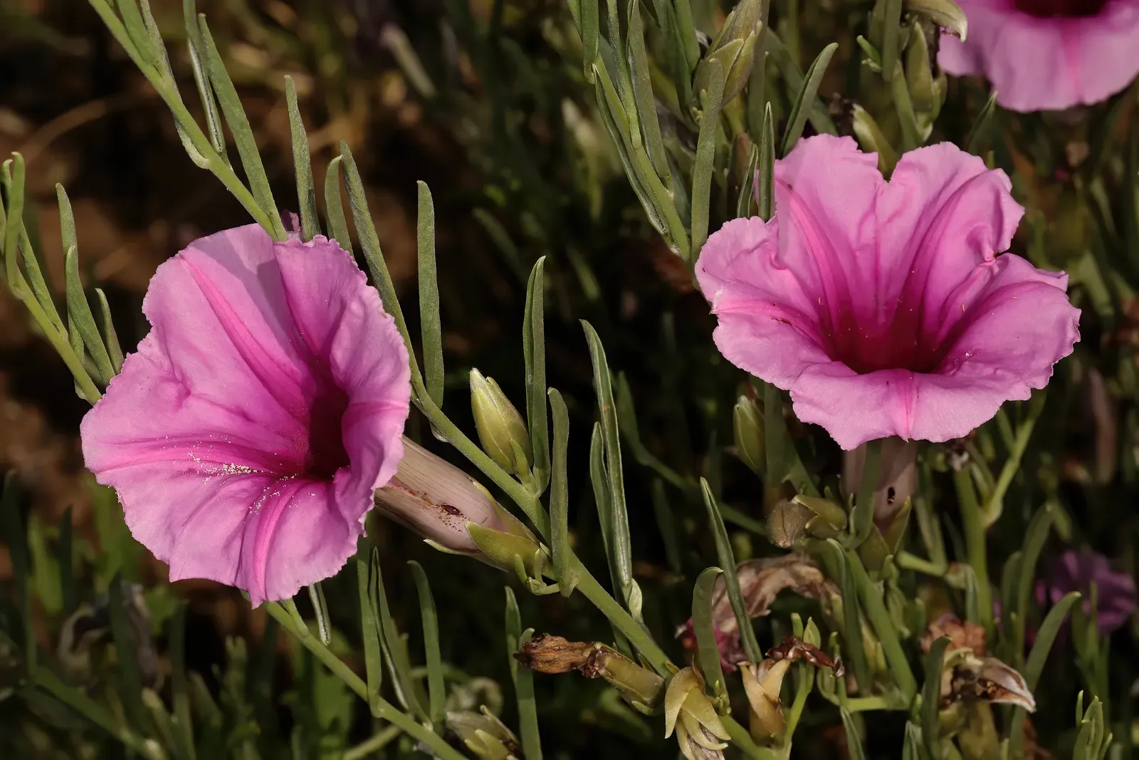 Conclusion: The Language of Christmas Blooms (Image Credits: Wikimedia)