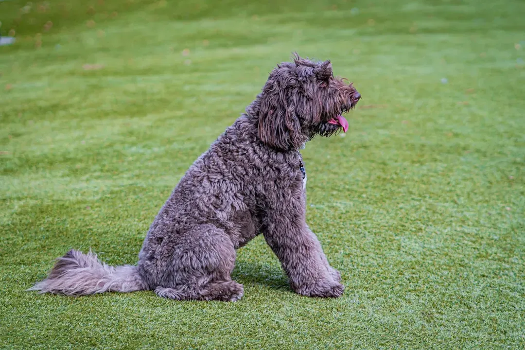 A Final Word on Florida Dog Ownership (Image Credits: Unsplash)